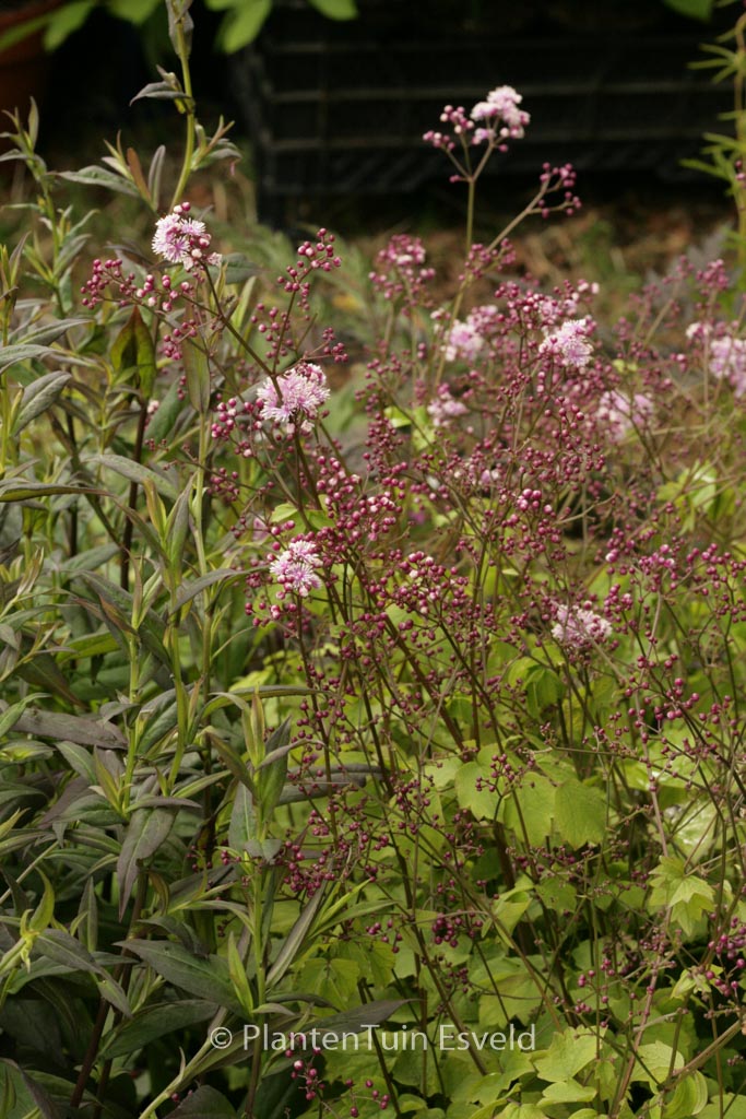 Thalictrum actaeifolium ‚Perfume Star‘