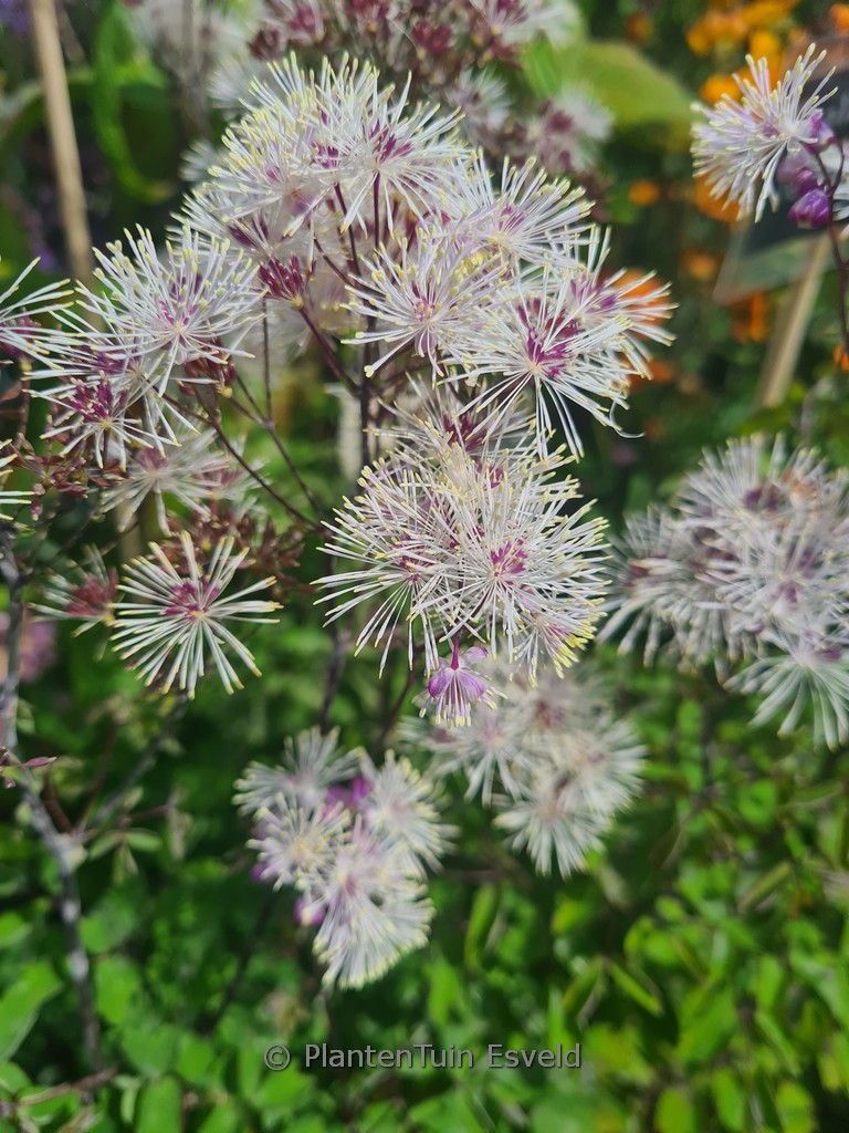 Thalictrum aquilegifolium ‚Nimbus White‘