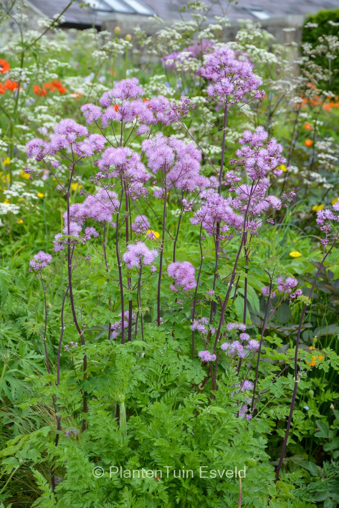 Thalictrum aquilegifolium