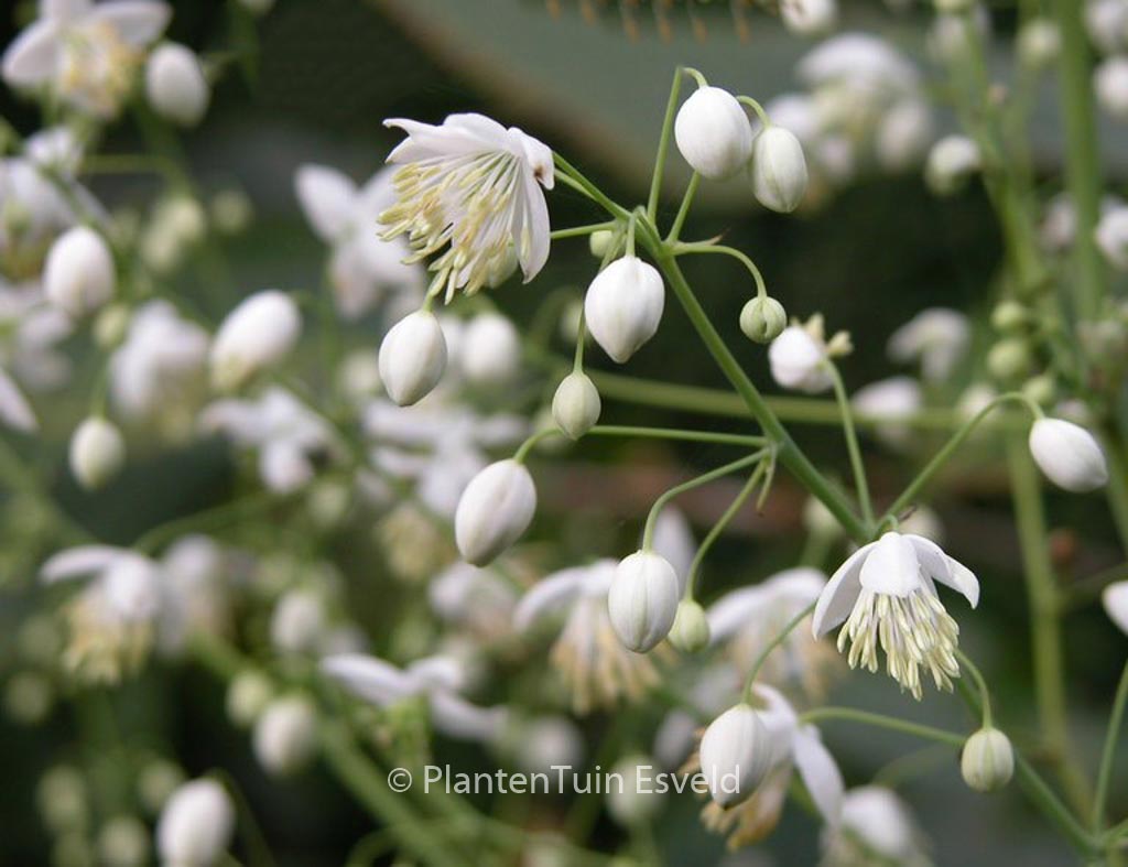 Thalictrum delavayi ‚Album‘