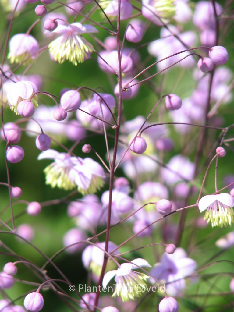 Thalictrum delavayi ‚Ankum‘