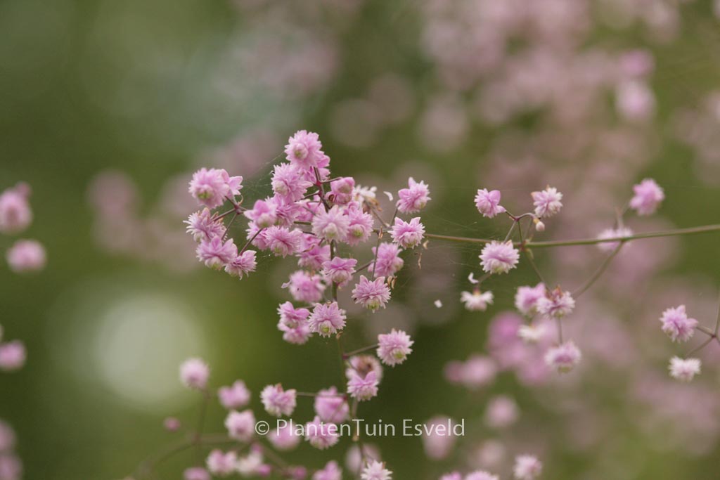 Thalictrum delavayi ‚Hewitt’s Double‘