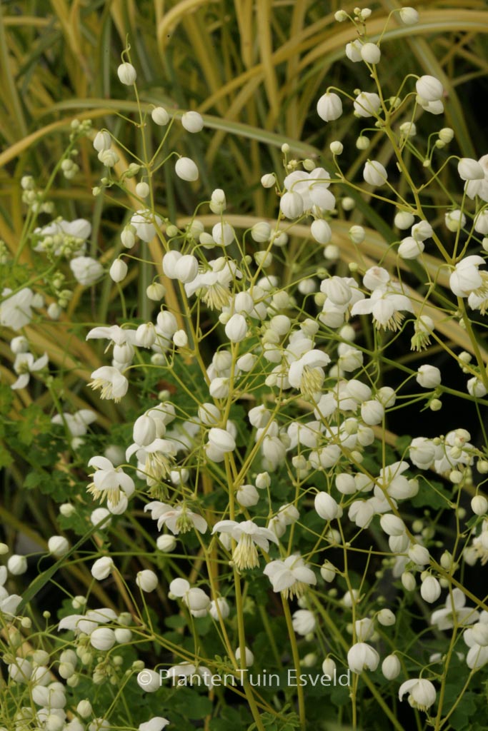 Thalictrum delavayi ‚Splendide White‘