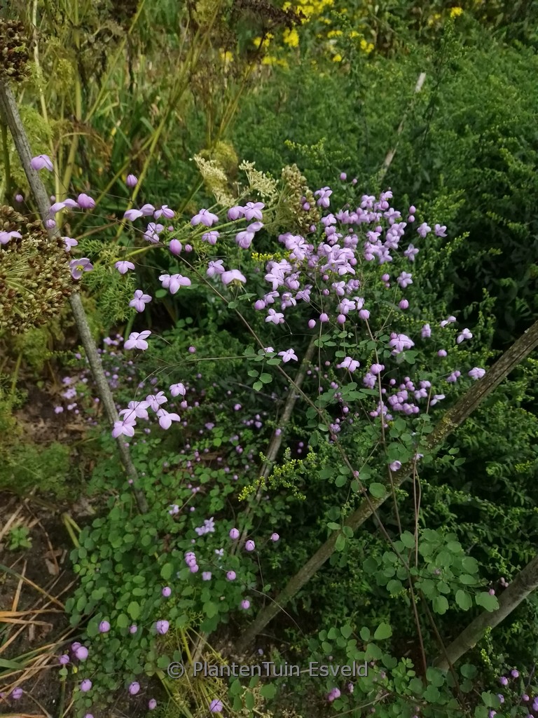 Thalictrum delavayi ‚Splendide‘