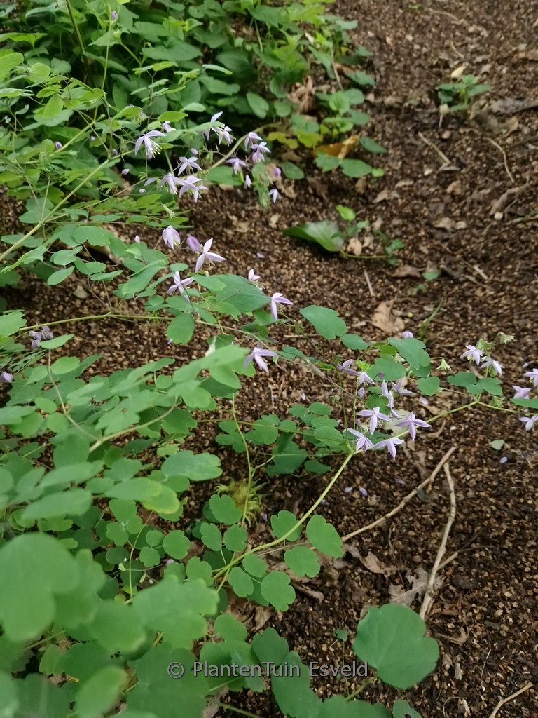 Thalictrum delavayi