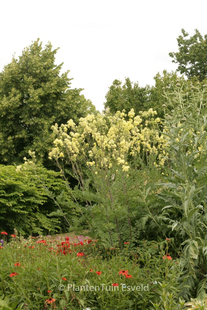 Thalictrum flavum ‚Tukker Princess‘