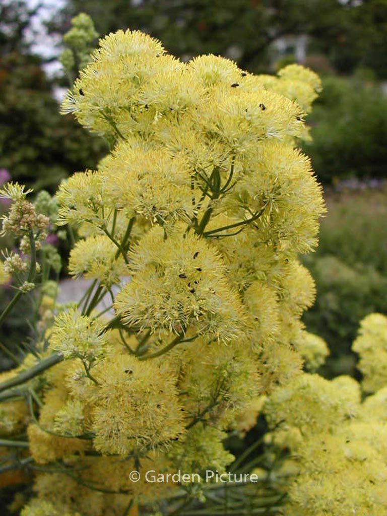 Thalictrum flavum ssp. glaucum