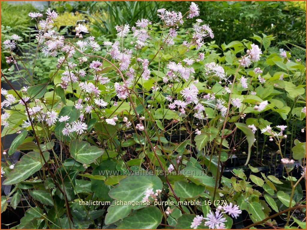 Thalictrum ichangense ‚Purple Marble‘