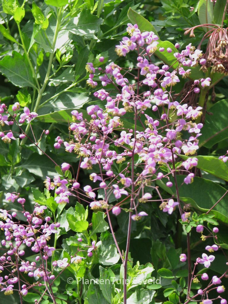 Thalictrum rochebrunianum