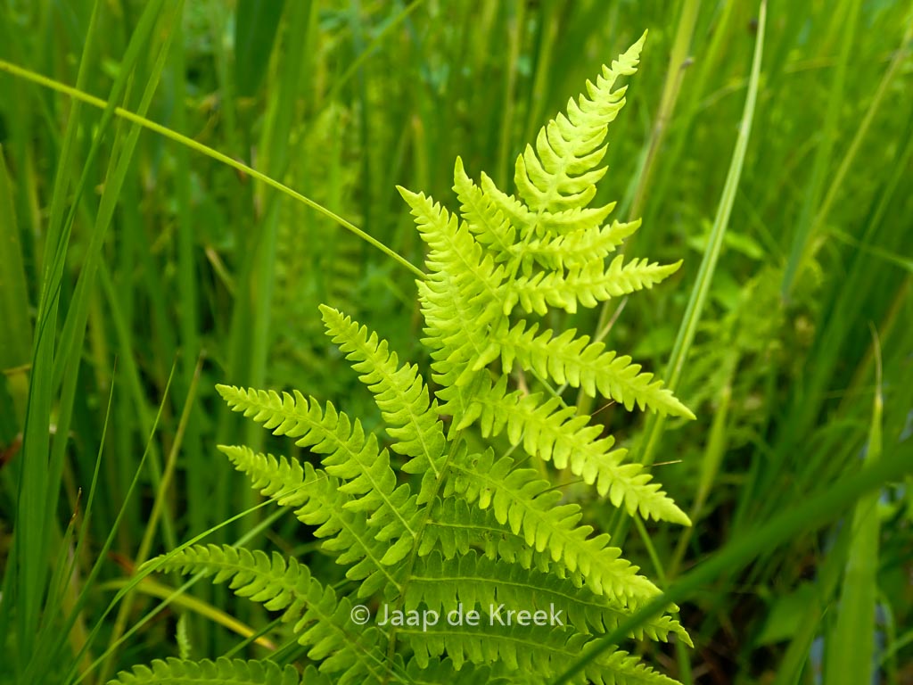 Thelypteris palustris