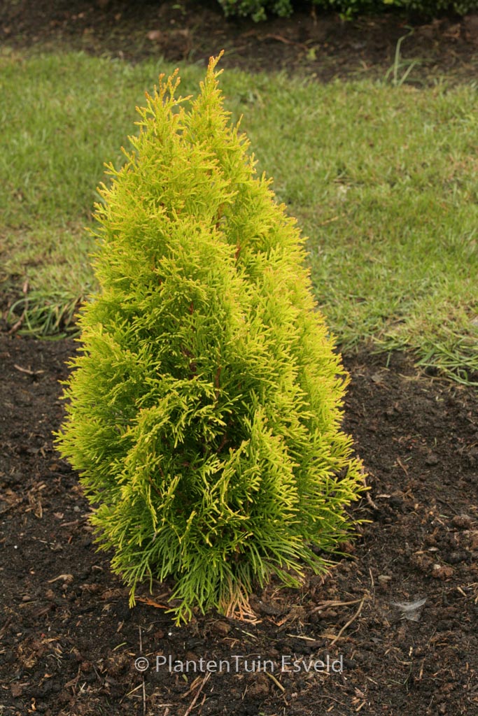 Thuja occident. ‚Janed Gold‘ (GOLDEN SMARAGD)