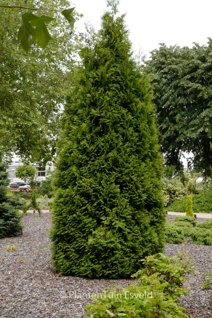 Thuja occidentalis ‚Brabant‘