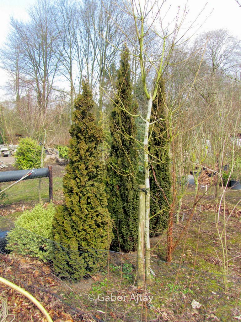 Thuja occidentalis ‚Brobeck’s Tower‘