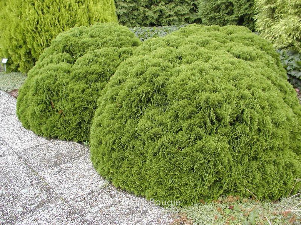 Thuja occidentalis ‚Danica‘