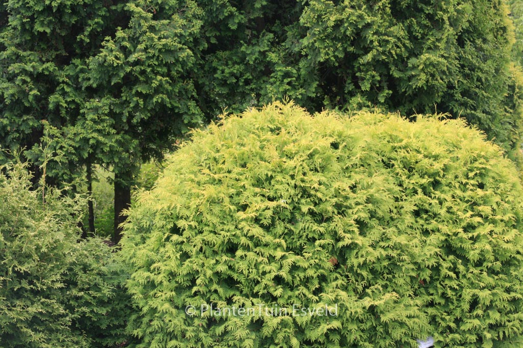 Thuja occidentalis ‚Golden Globe‘