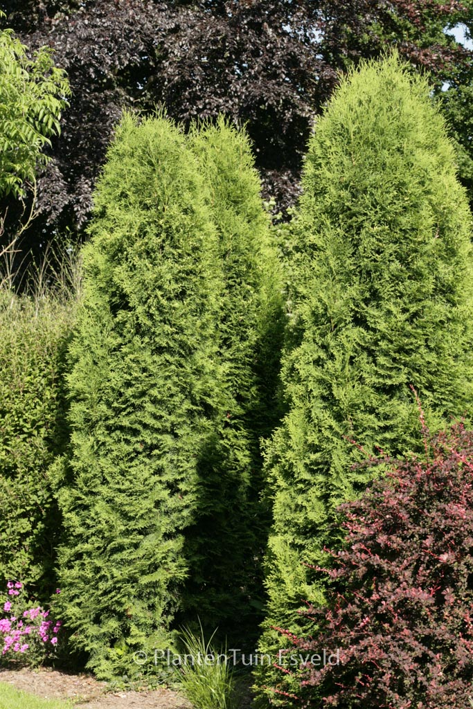 Thuja occidentalis ‚Holmstrup‘