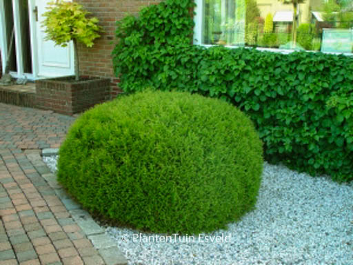 Thuja occidentalis ‚Little Giant‘