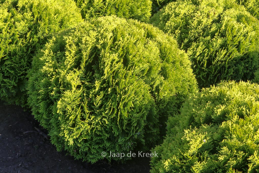 Thuja occidentalis ‚Mirjam‘