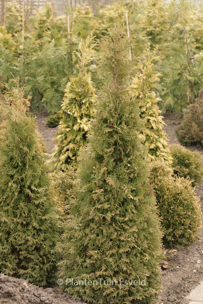 Thuja occidentalis ‚Pyramidalis Compacta‘