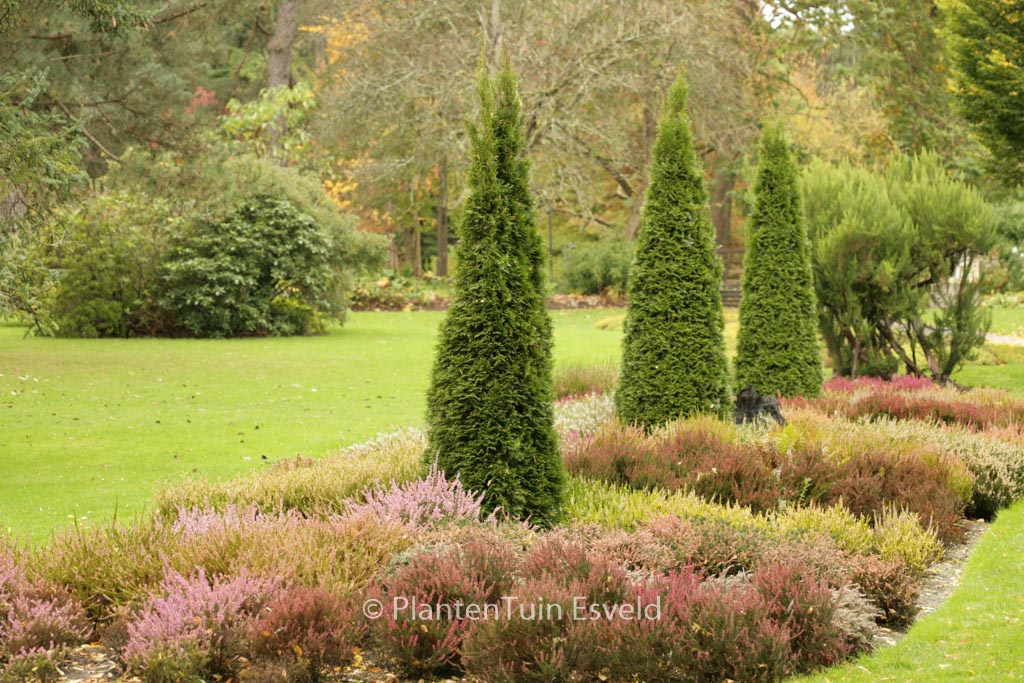 Thuja occidentalis ‚Smaragd‘