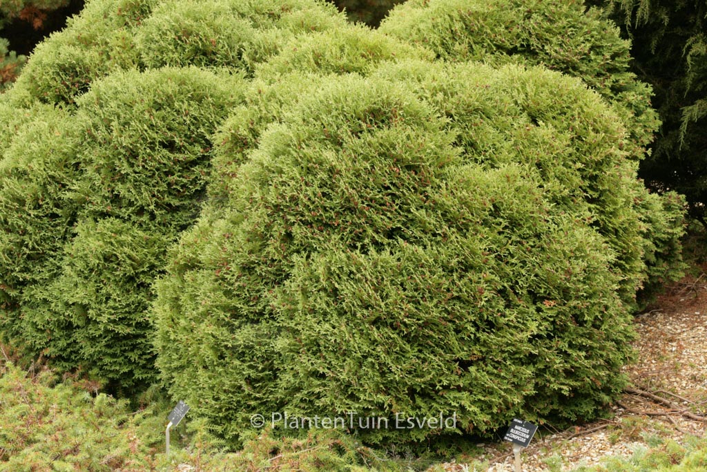 Thuja occidentalis ‚Tiny Tim‘