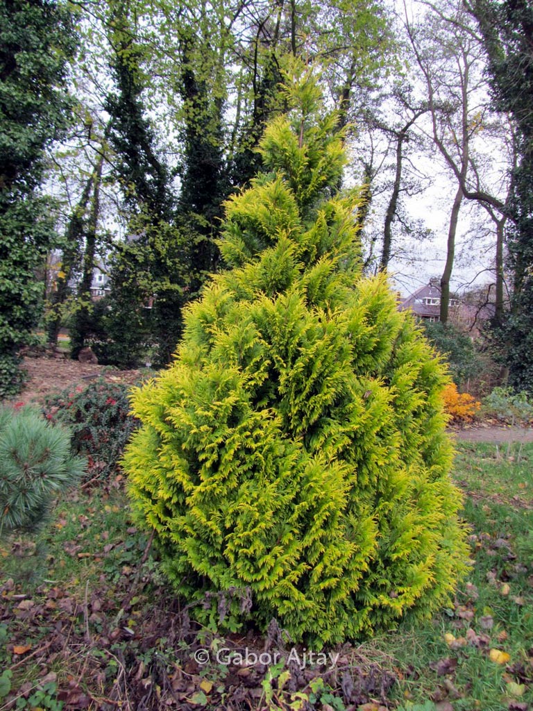 Thuja plicata ‚4ever‘ (GOLDY)