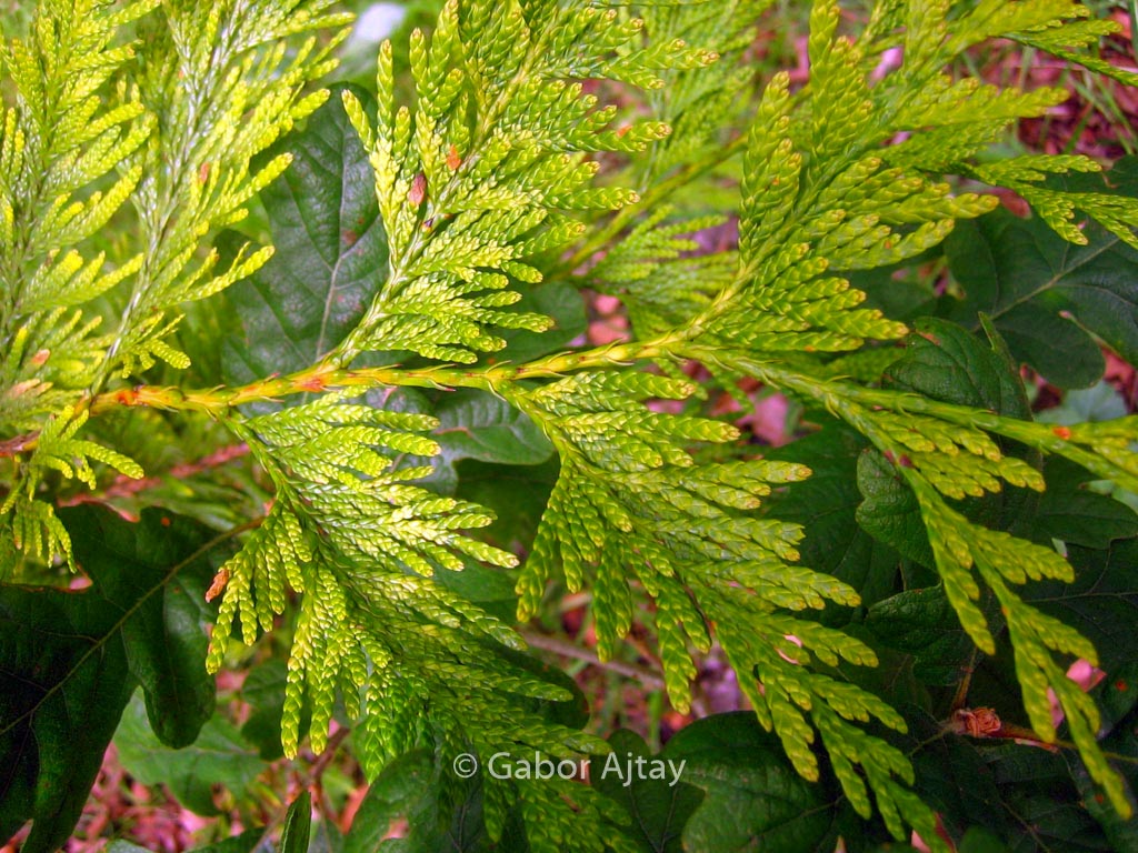 Thuja plicata ‚Aurea‘