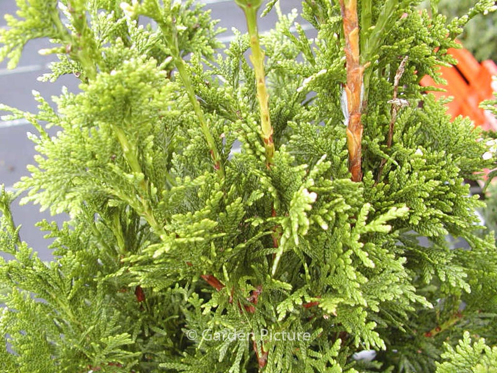 Thuja plicata ‚Can-Can‘