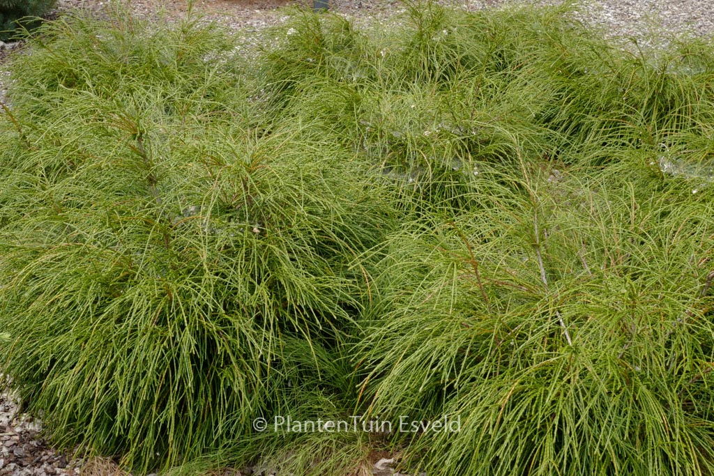 Thuja plicata ‚Whipcord‘