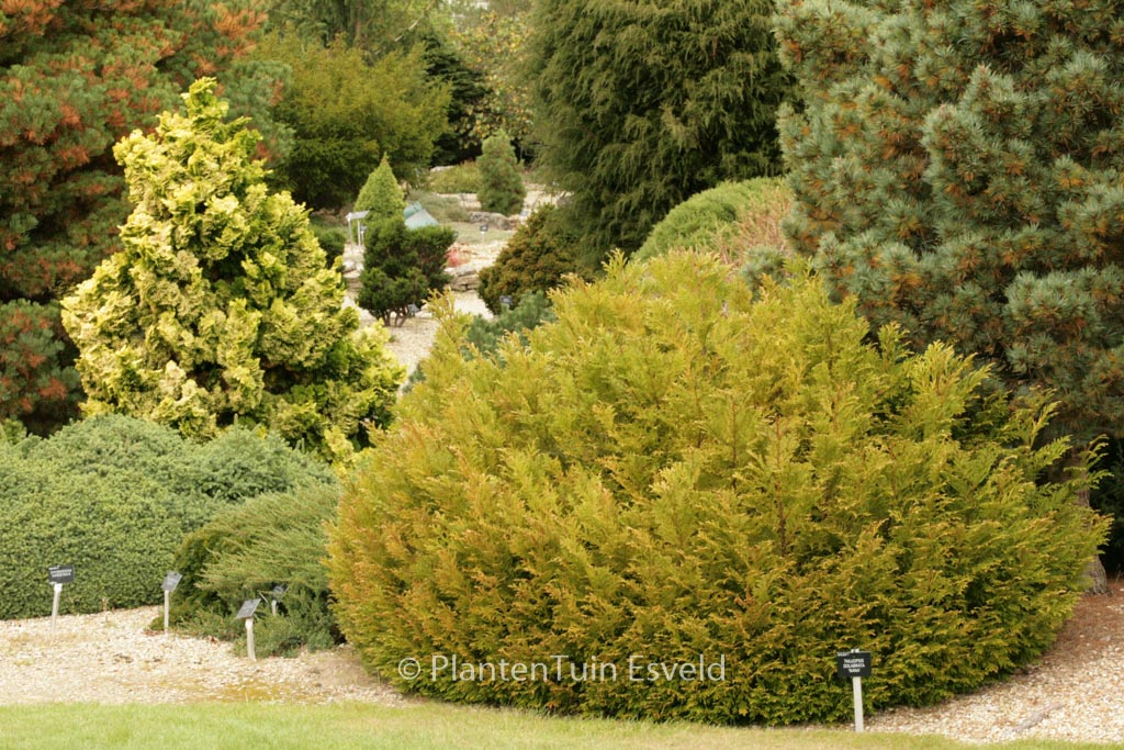 Thujopsis dolabrata ‚Nana‘