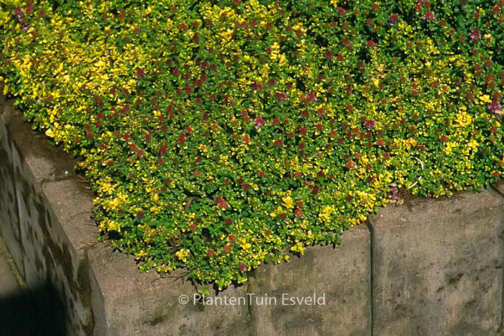 Thymus ‚Doone Valley‘