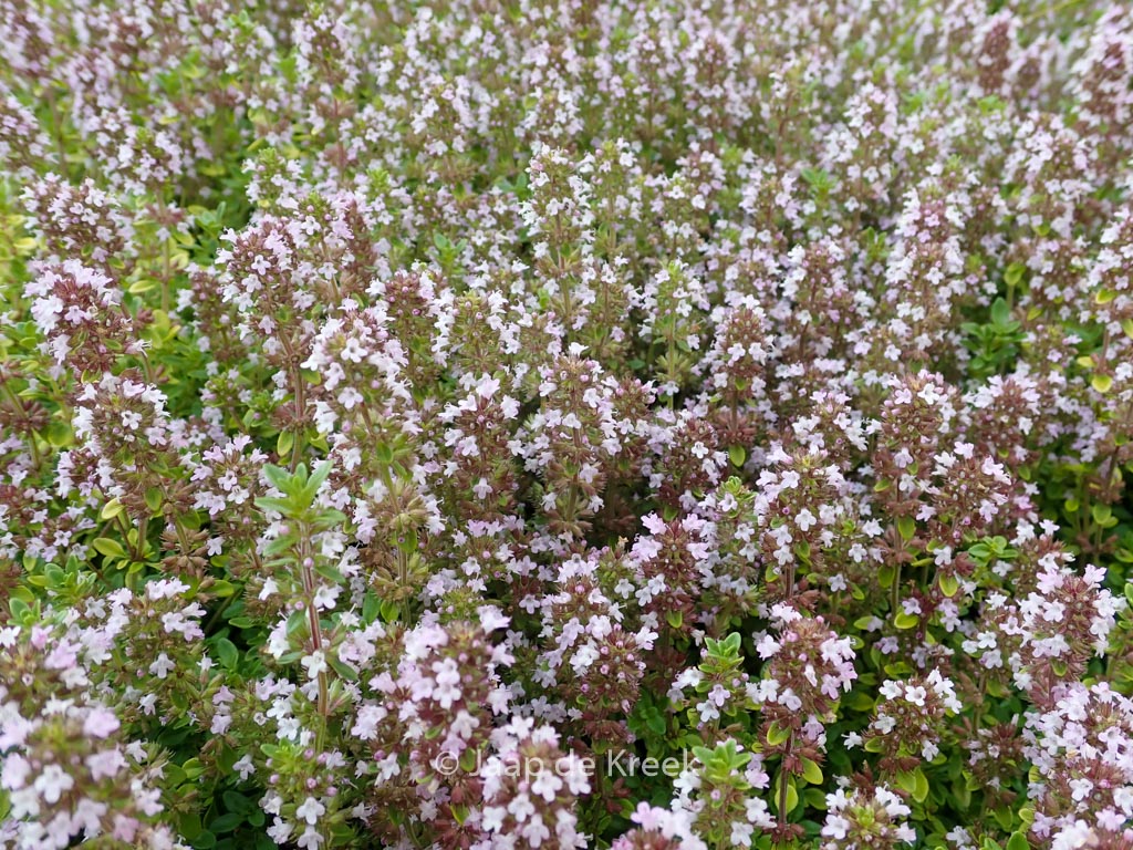 Thymus citriodorus ‚Bertram Anderson‘