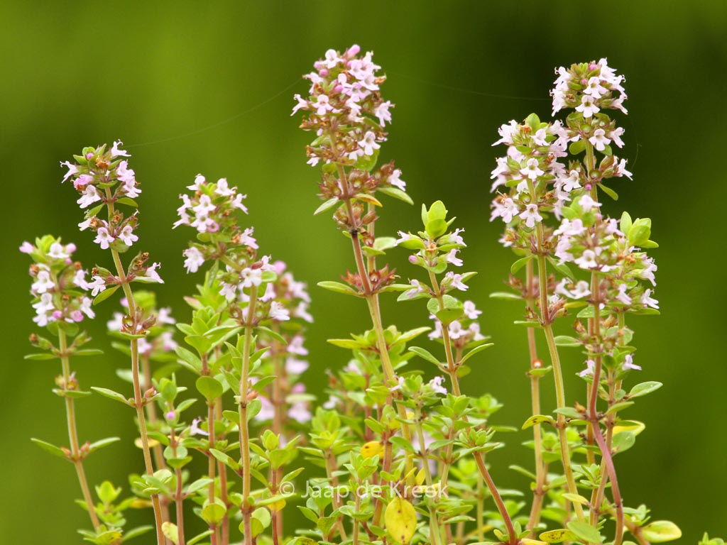 Thymus citriodorus ‚Lemon Green‘