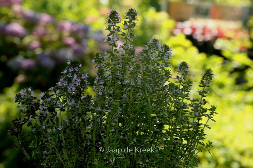 Thymus citriodorus ‚Lemon Variegated‘
