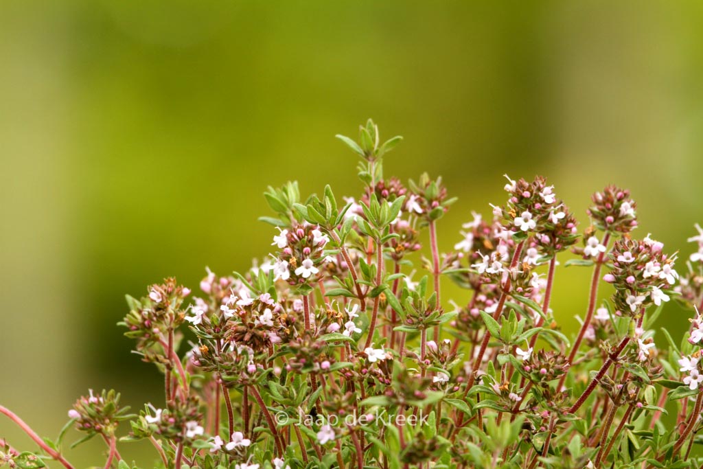 Thymus citriodorus ‚Orange‘