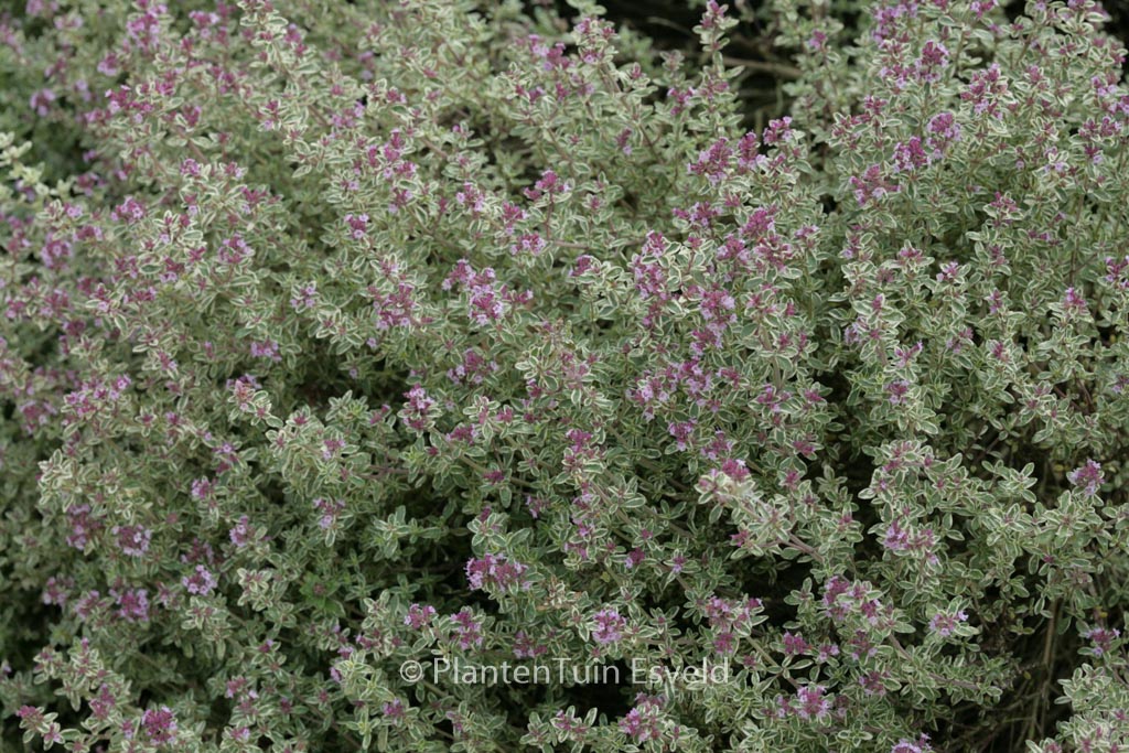 Thymus citriodorus ‚Silver Queen‘