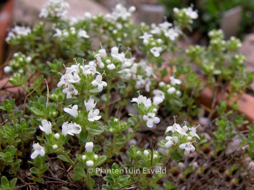 Thymus praecox ‚Albiflorus‘