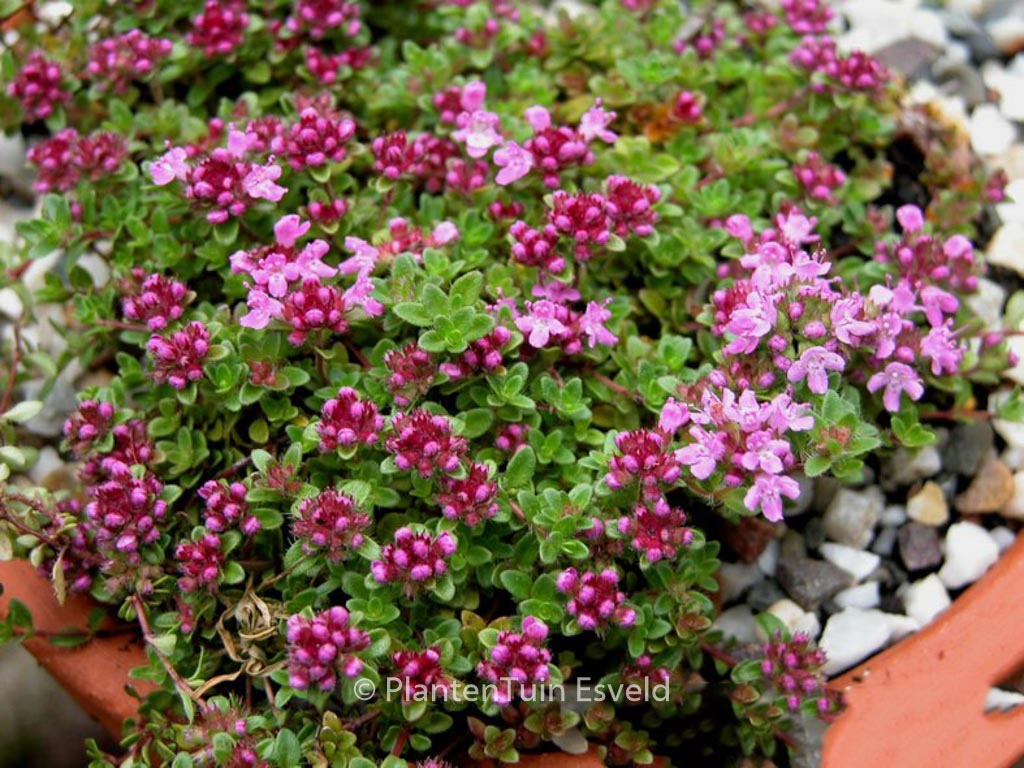 Thymus praecox ‚Coccineus‘