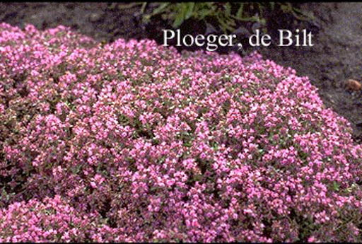 Thymus praecox ‚Hall’s Variety‘