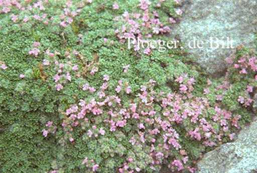 Thymus praecox ‚Minor‘
