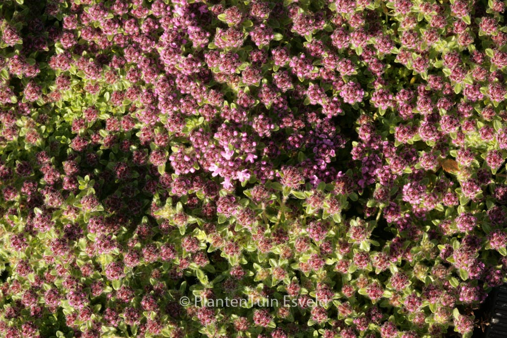 Thymus praecox ‚Pink Chintz‘