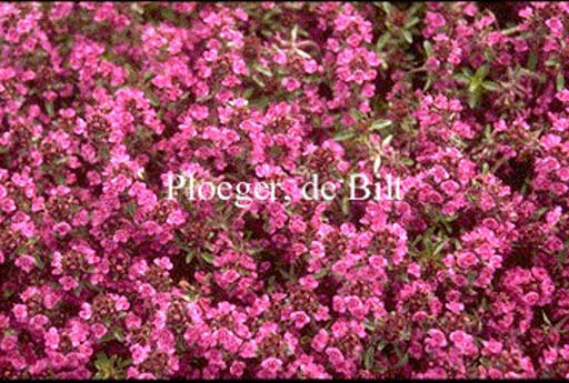 Thymus praecox ‚Purple Beauty‘