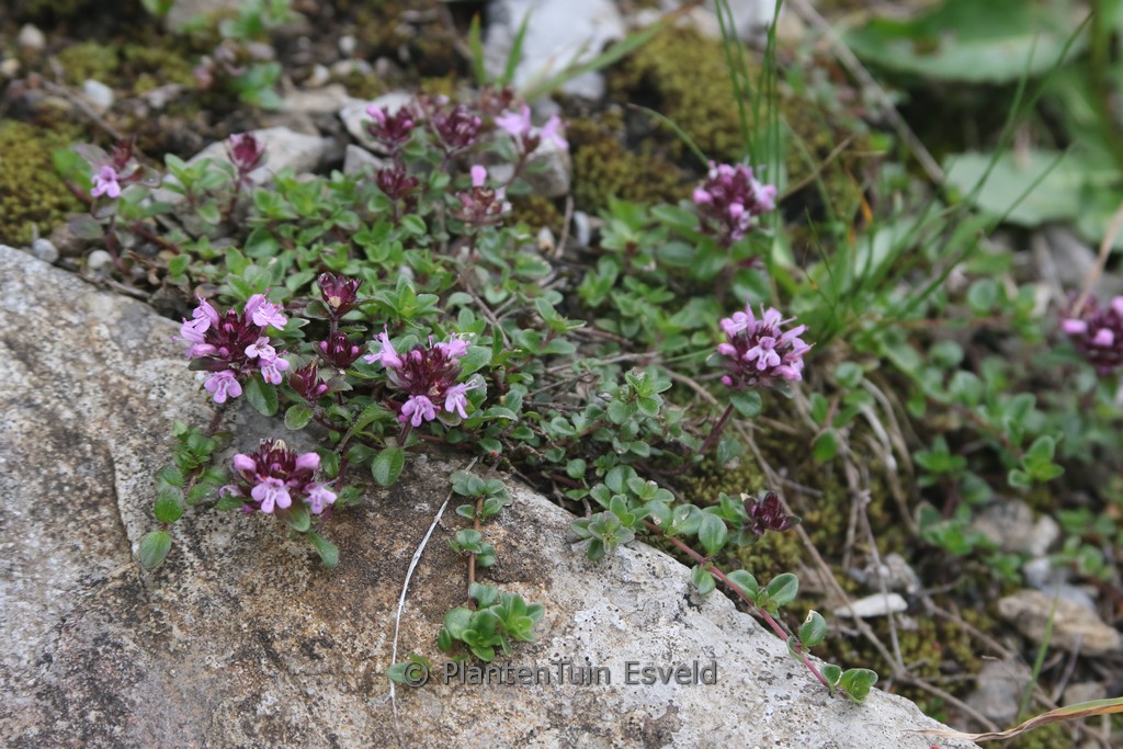 Thymus pulegioides