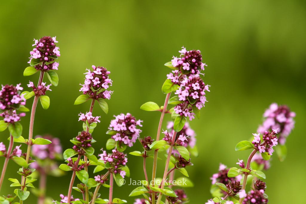 Thymus pulegoides ‚Tabor‘
