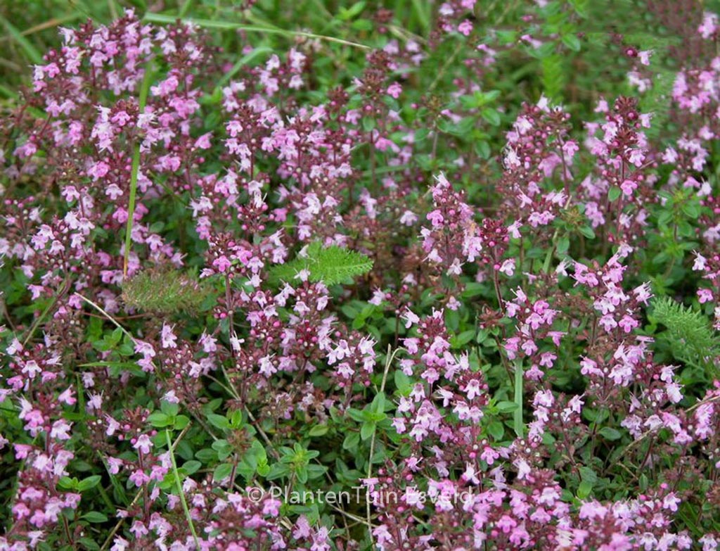 Thymus serpyllum