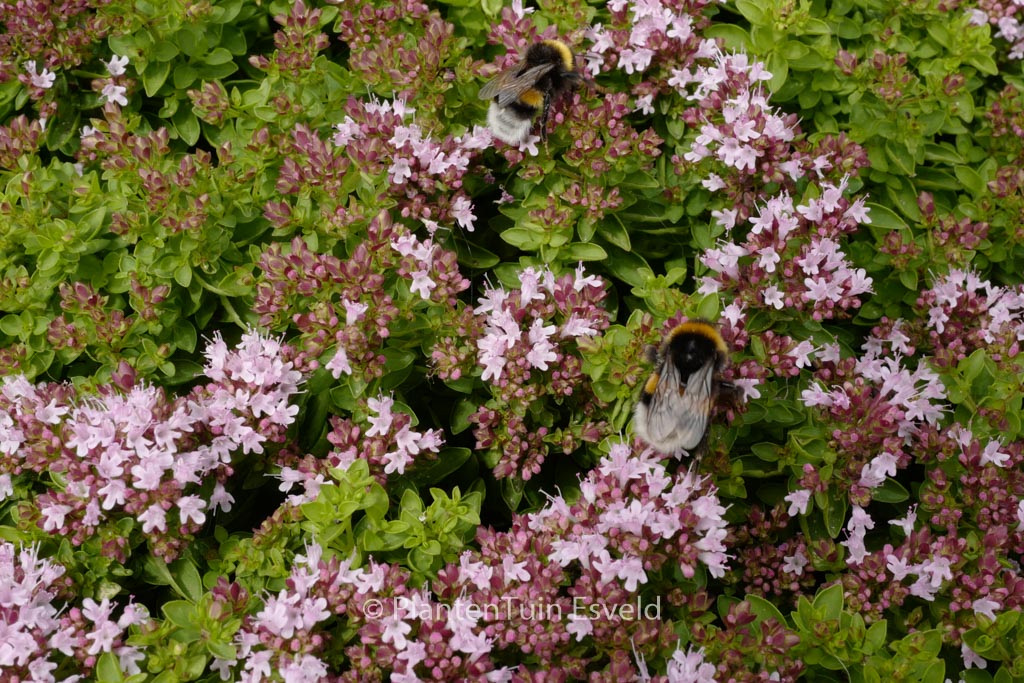 Thymus vulgaris ‚Compactus‘