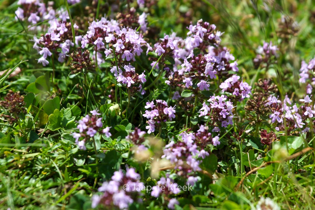 Thymus vulgaris
