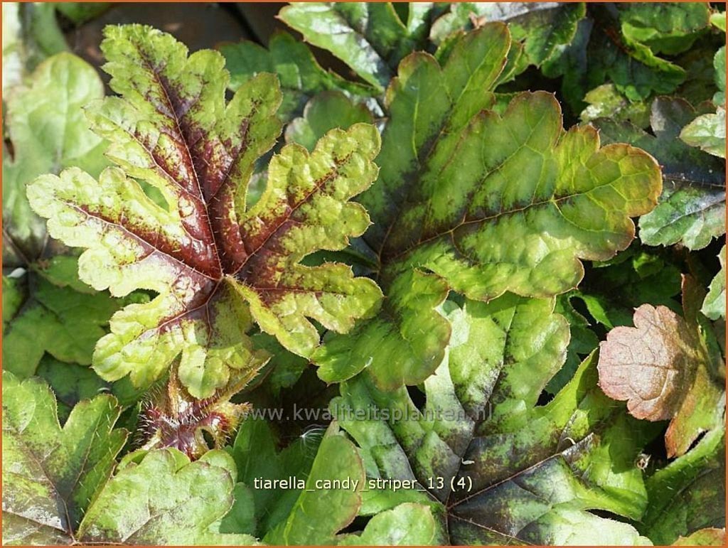 Tiarella ‚Candy Striper‘