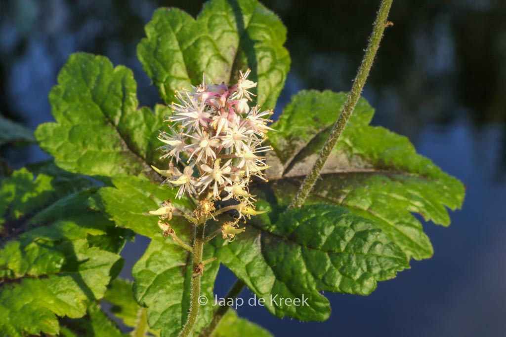 Tiarella ‚Pink Bouquet‘