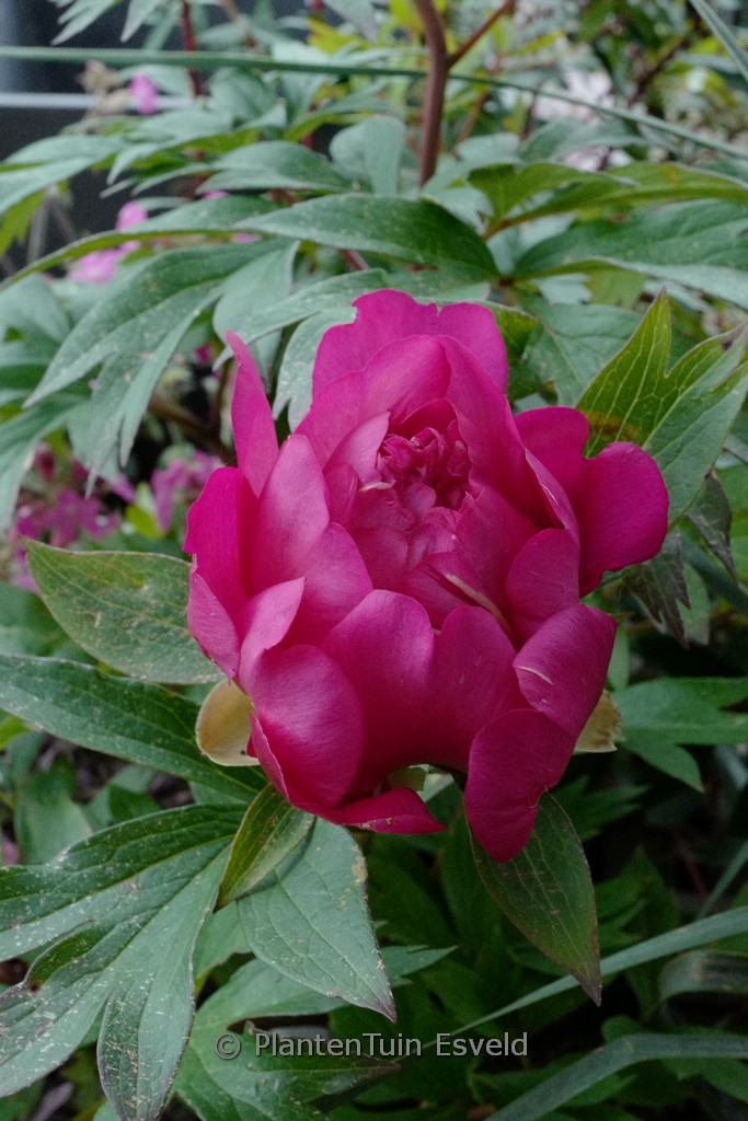 Tiarella ‚Pink Skyrocket‘